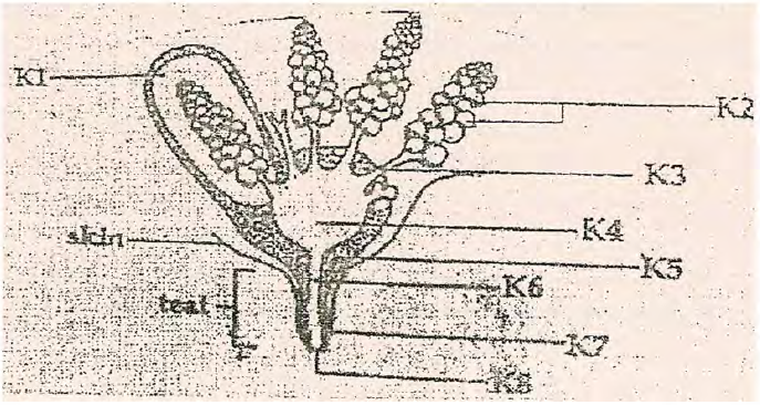 Cow mammary gland bunyore maranda mock