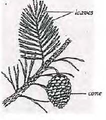 Coniferous plant Bunyore Maranda