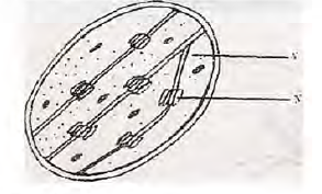 cell organelle bunyore Maranda