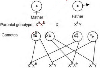 marbiop1qa9