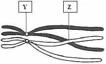 BioSukPP1Q5