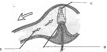 BioSukPP1Q6