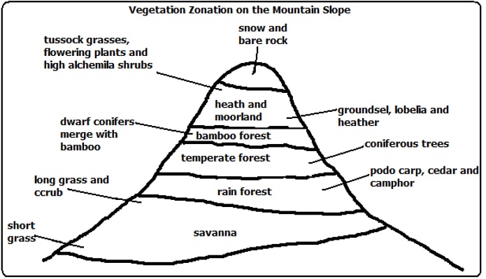 Types Of Mountain Vegetation In Eastern Africa Types Of Mountain Vegetation In Eastern Africa