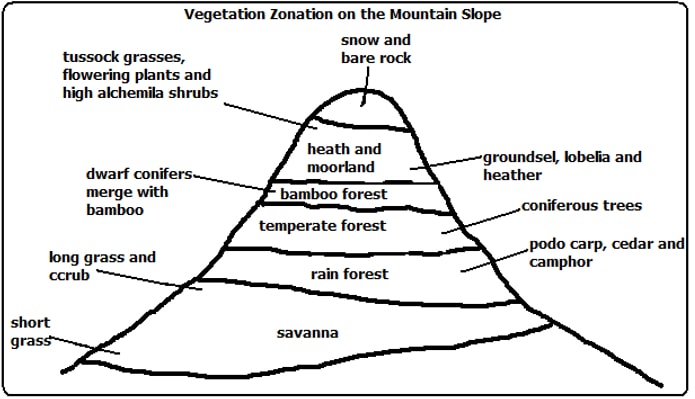 mountain_vegetation.jpg