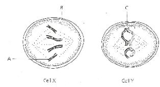 KapPreMBiop2q4