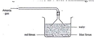 ammonia litmus paper