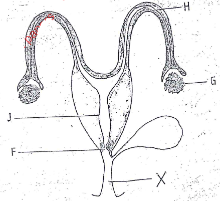 female animal reproduction