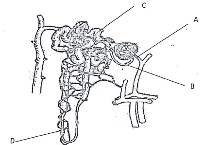 mamallian structure