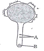 pollen tube