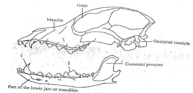 skull and dentition