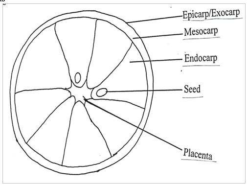 cross section bio