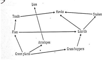 ecosystem bio