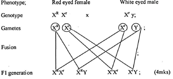 genetic cross bio