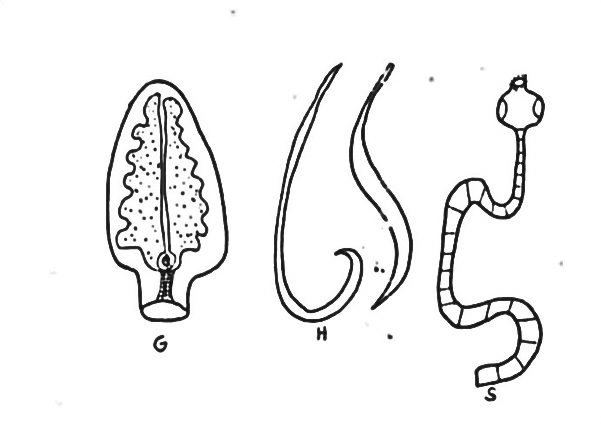 parasites agric