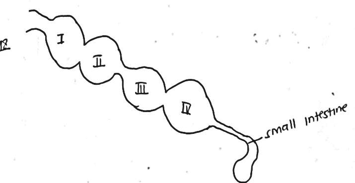 ruminant intestines