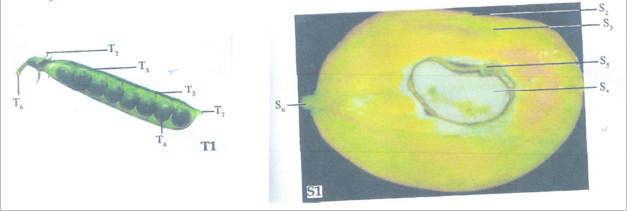 specimen 1 bio