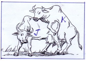 cows reproduction mokasa 2016