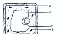 plant cell mokasa 2016