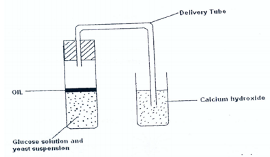 physiological process mokasa 2016