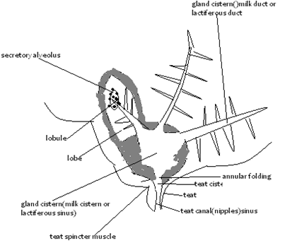 structure of the udder.PNG