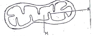 cell organelle mitochondria