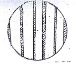 onion cells