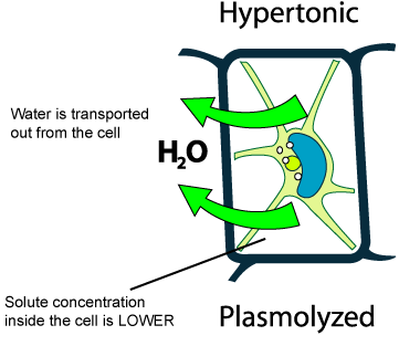 cell in hypertonic solution