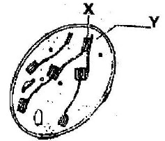 cell organelle