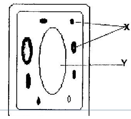 diagram represents cell