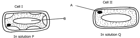 potato cylinders in different solutions