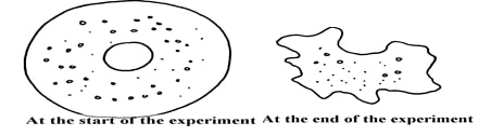 red blood cell after treatment