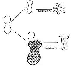 red blood cell in different solutions