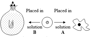 red blood cell in different solutions2