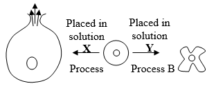 red blood cell in different solutions3