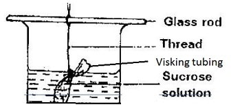 sucrose solution osmosis