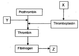 blood clotting mechanism