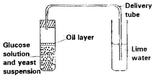 fermentation