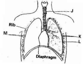 gaseous exchange in humans