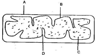 organelle involved in aerobic respiration