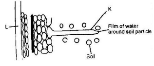 pathaway of water from soil