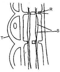 phloem tissue