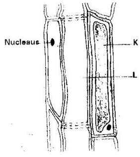 plant tissue