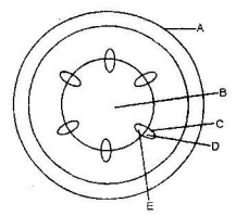 transverse of young stem