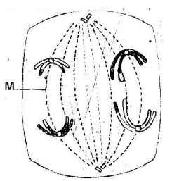 anaphase I