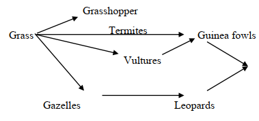 ecology foodwebq11