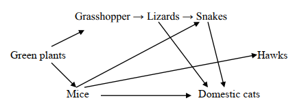 ecology foodwebq9