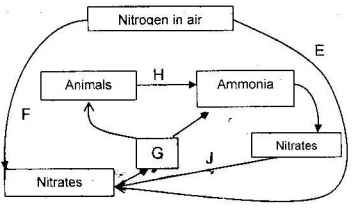 ecology nitrogen circle