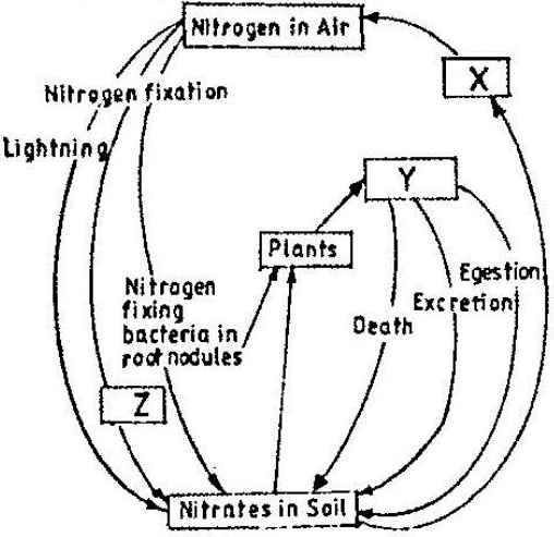 ecology simplified nitrogen circle
