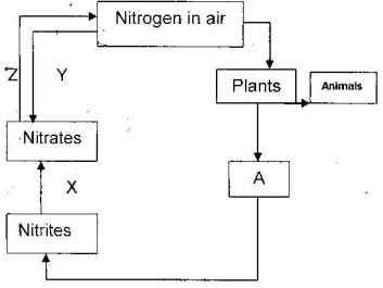ecology simplified nitrogen circleq32