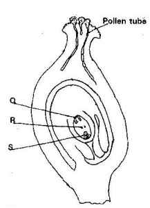 fertiliziation in plants